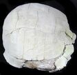 Inflated Fossil Tortoise (Stylemys) - South Dakota #39095-2